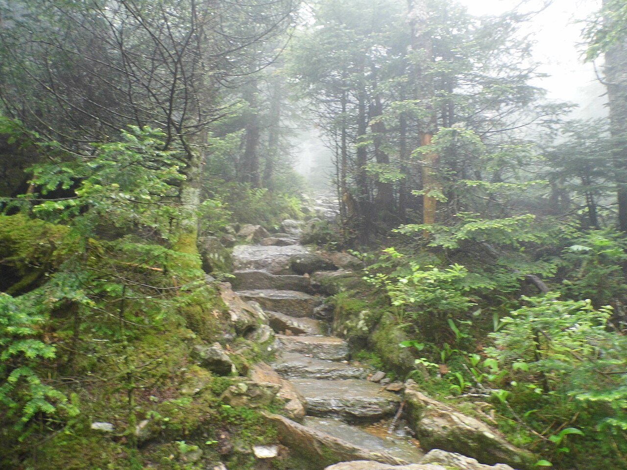 The stone staircase of a trail on Camel's Hump, in mist among spruce.