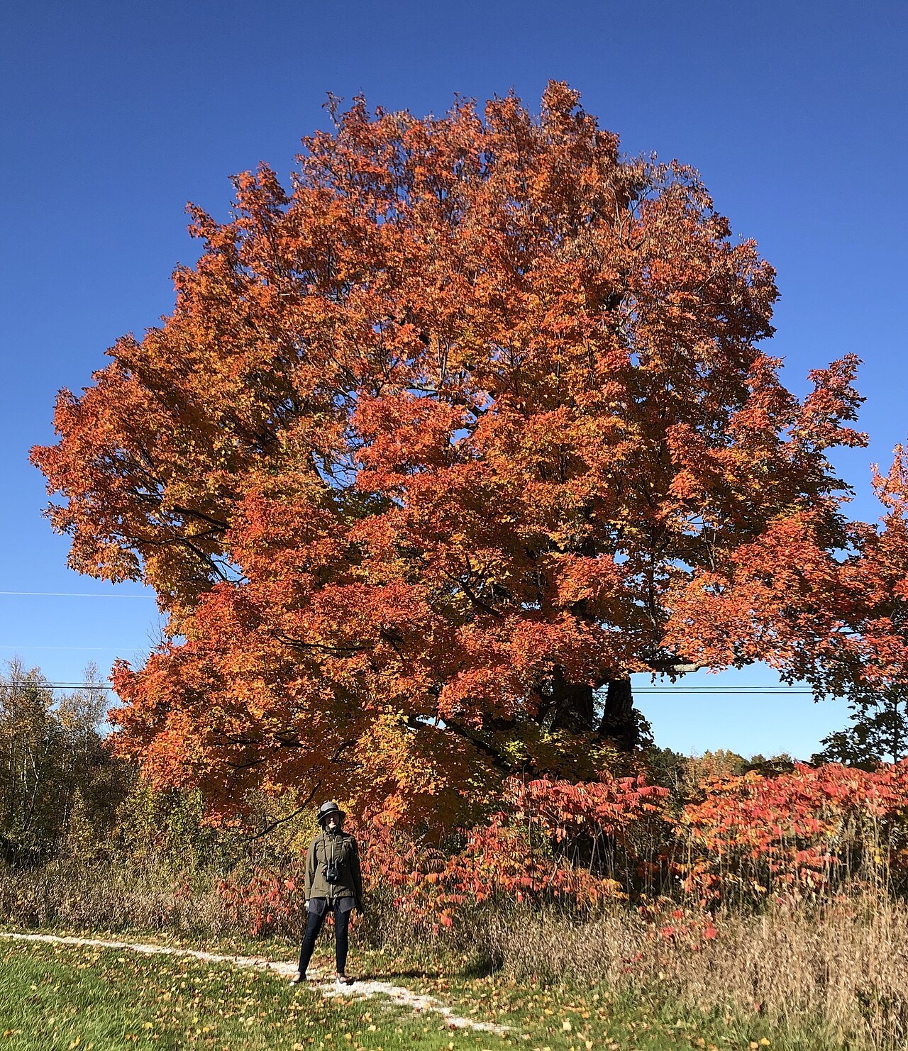 A red maple tree in full color against a blue sky.