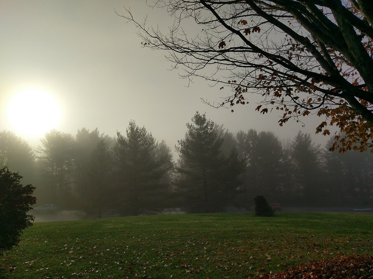 Sun through morning fog behind bare branches and a dark row of spruce.