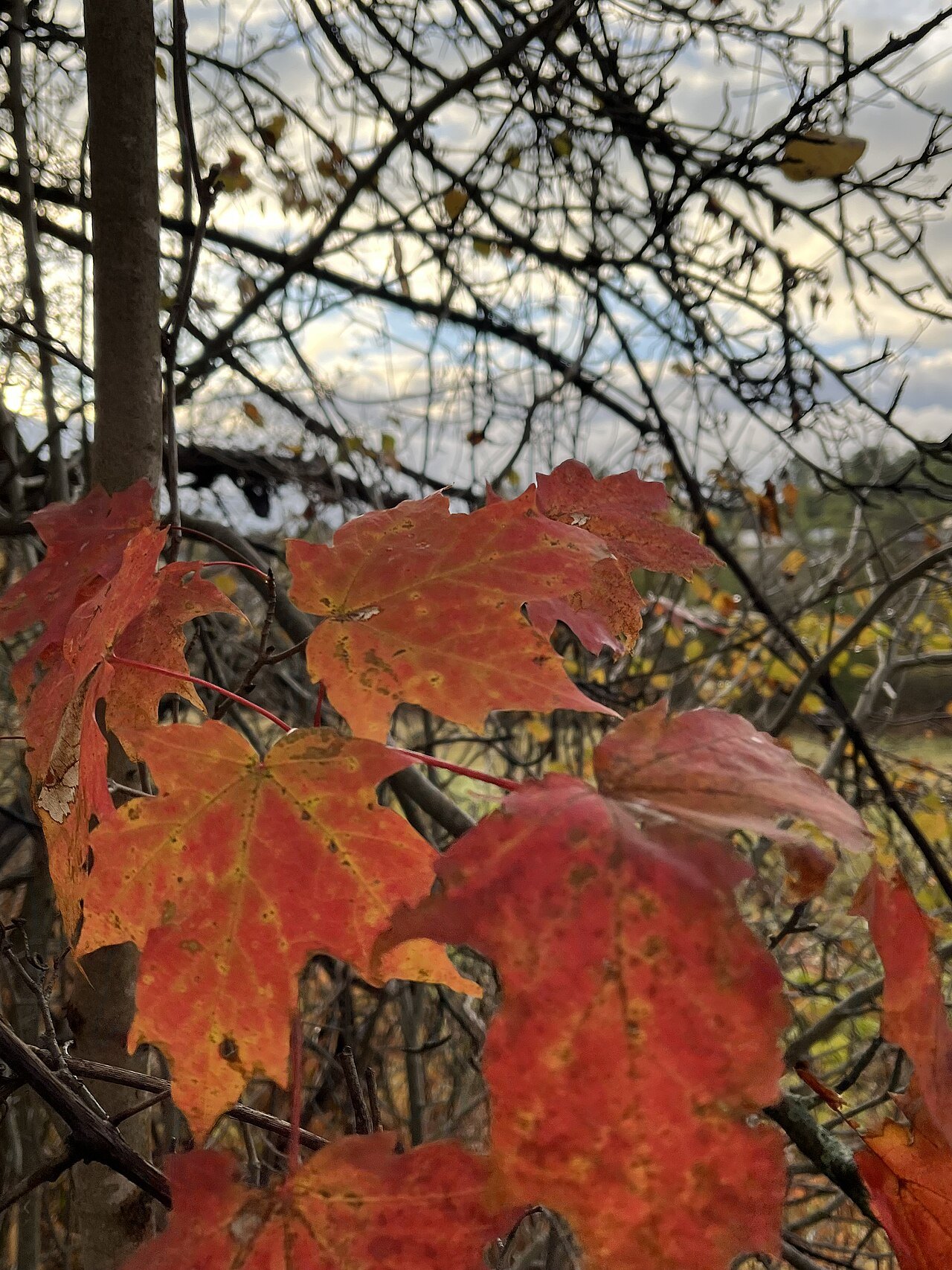 Red maple leaves on a branch against dark woods.