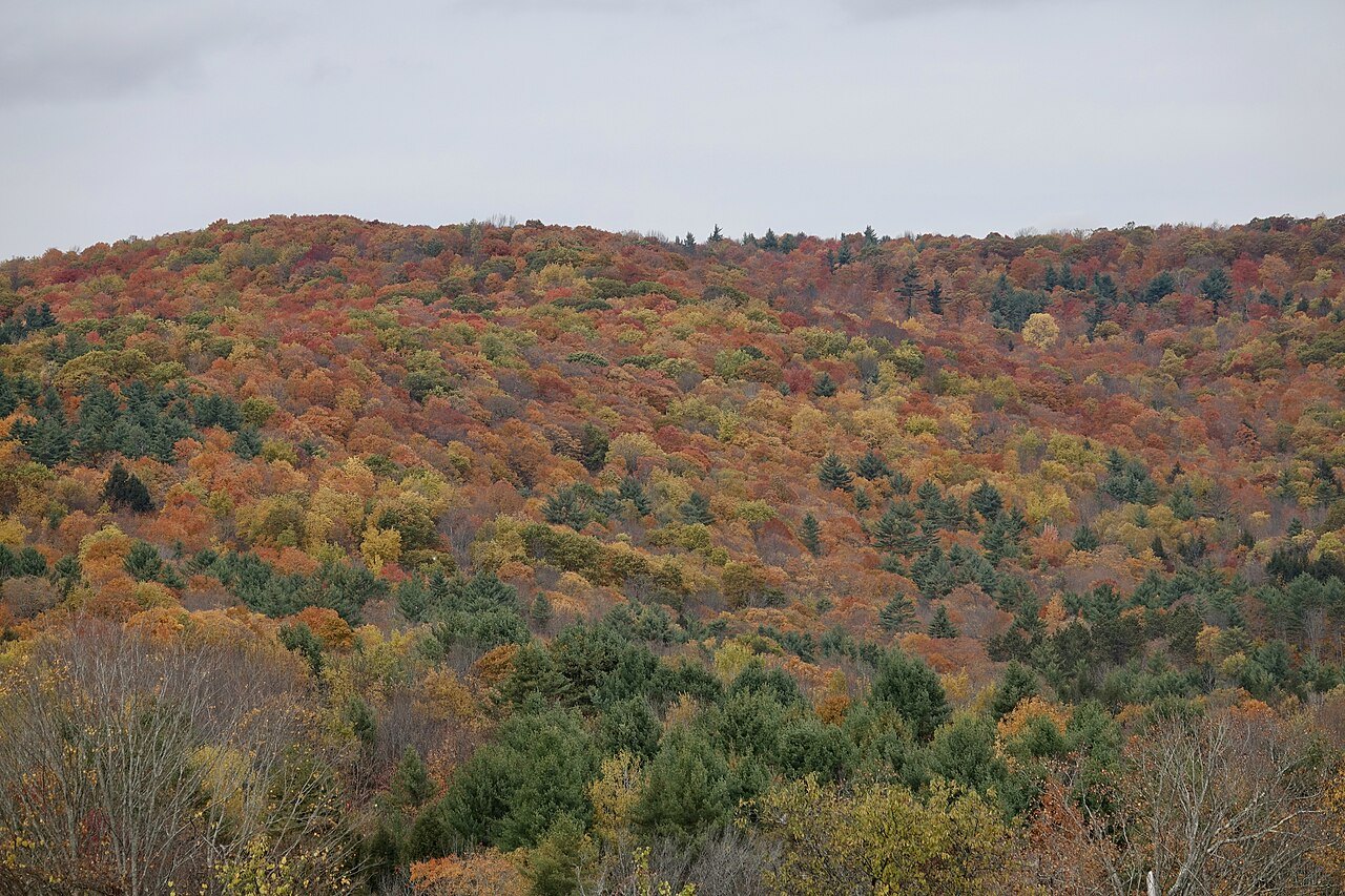 A broad hillside of orange and brown forest under a gray sky.