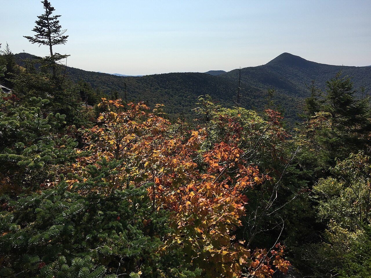 A red maple beginning to turn on a ridge, with a distant peak beyond.