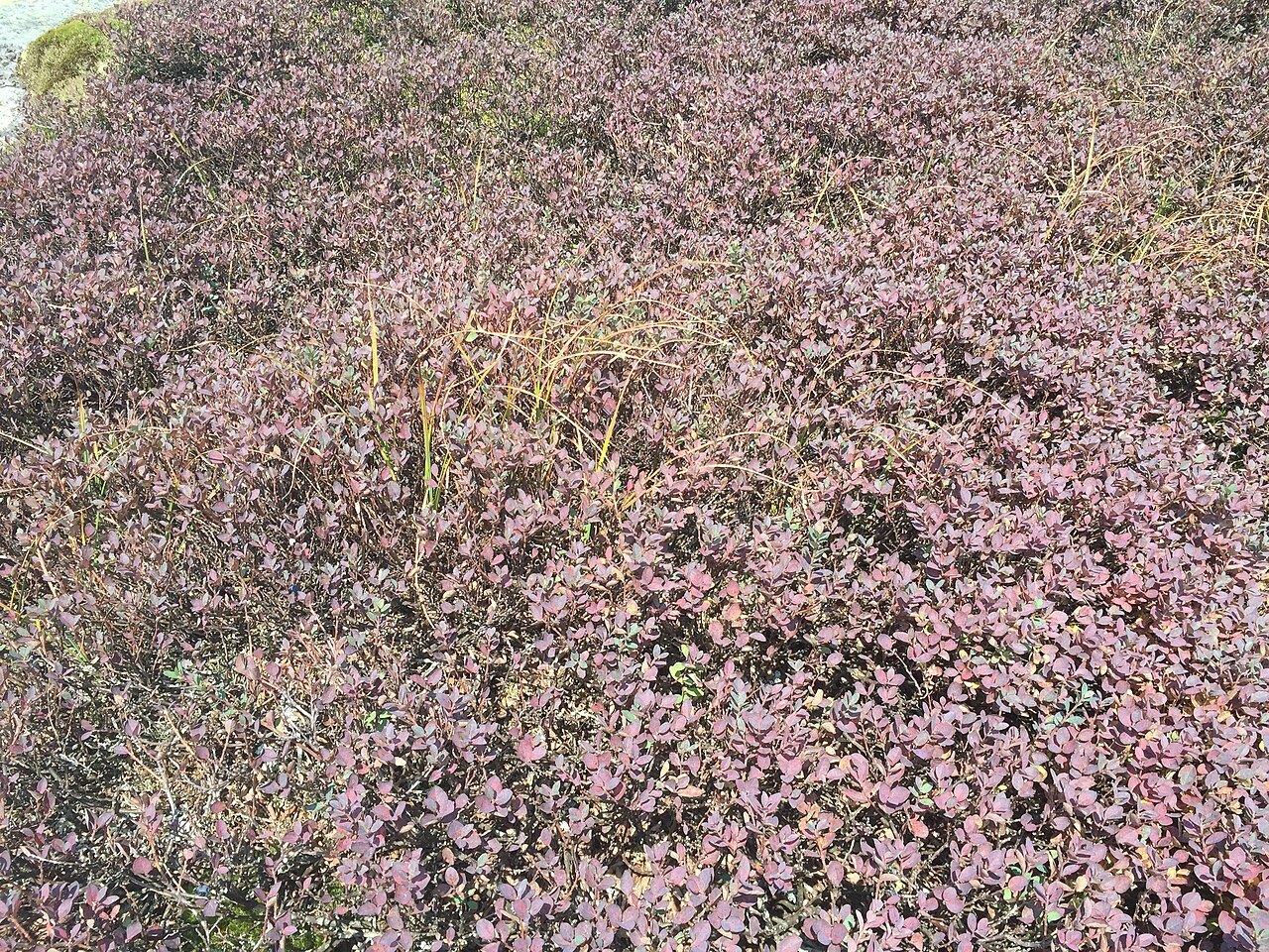 Heather and bushes in autumn tones on a ridge, pink and brown.