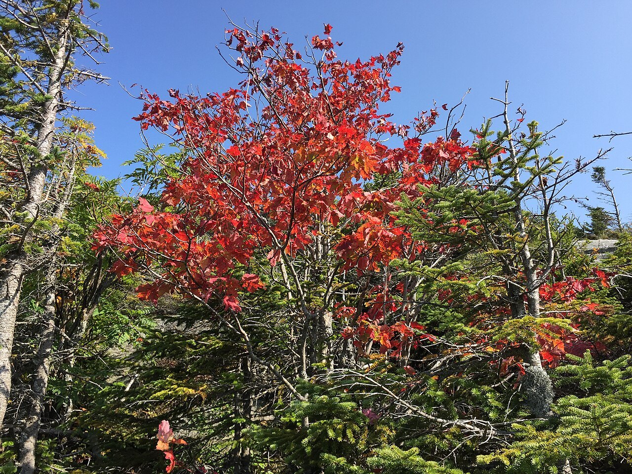 A red maple in early fall color, with spruce and blue sky behind.
