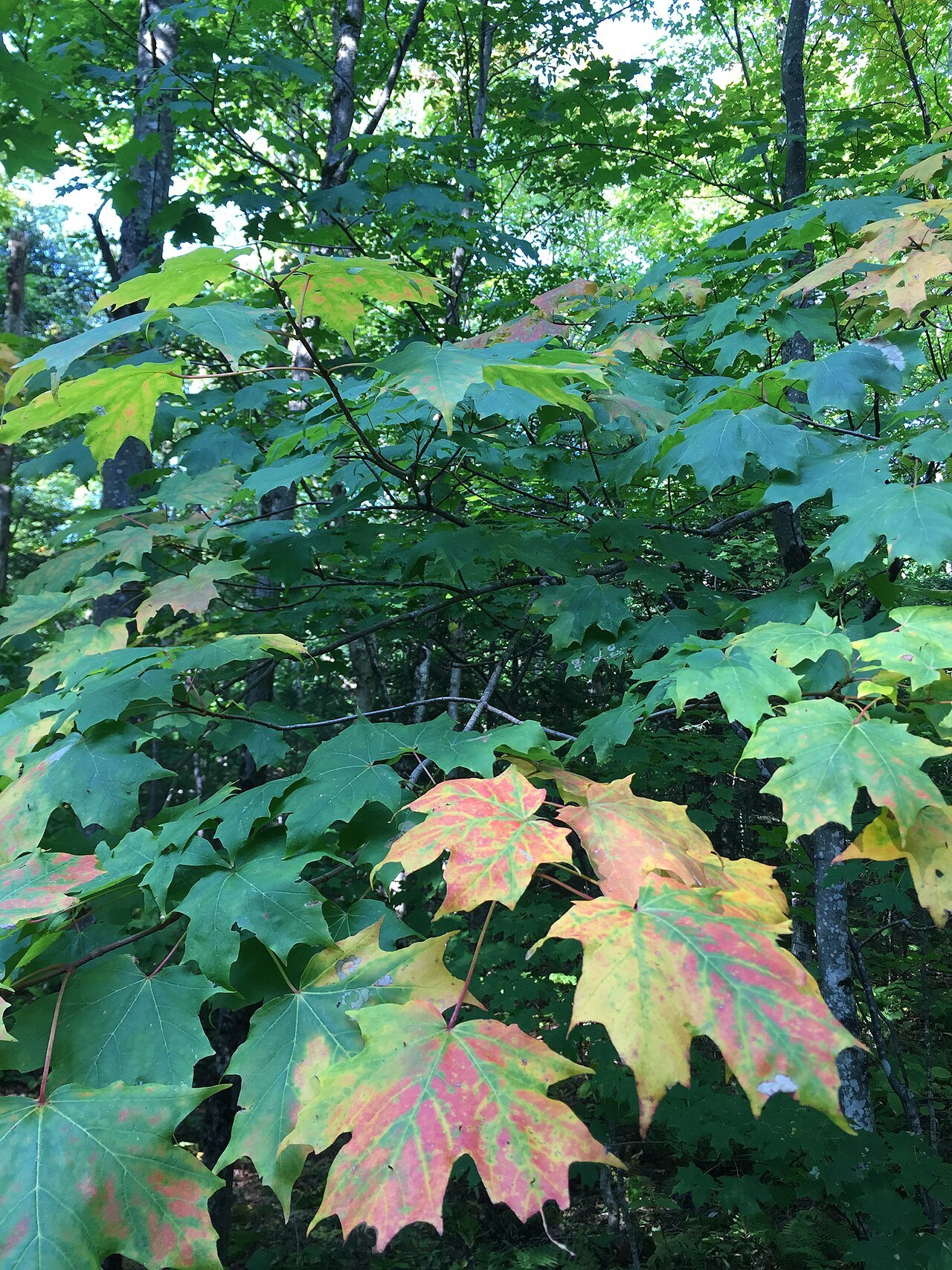 A cluster of maple leaves in early autumn, green with orange tips.