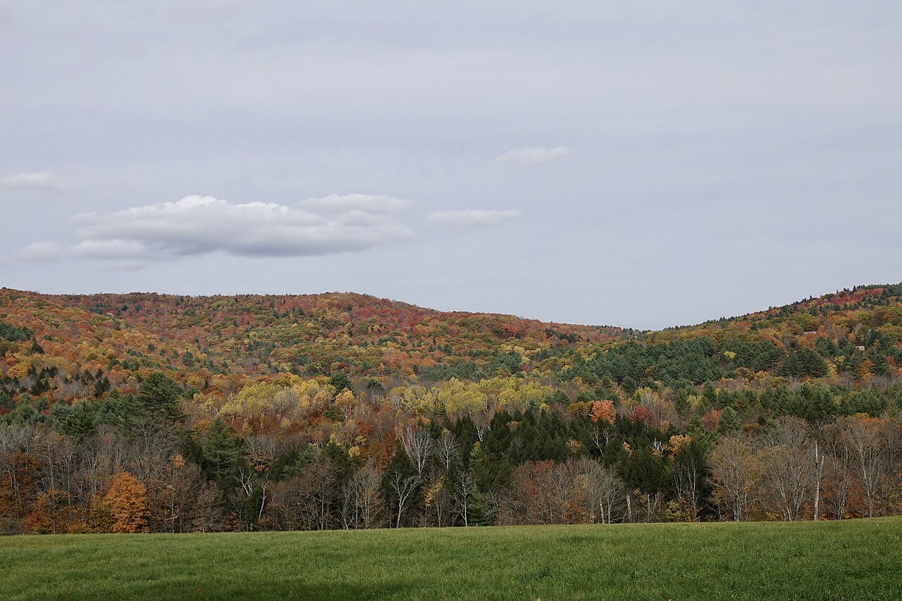 A broad hillside of orange and gold forest under a pale sky.