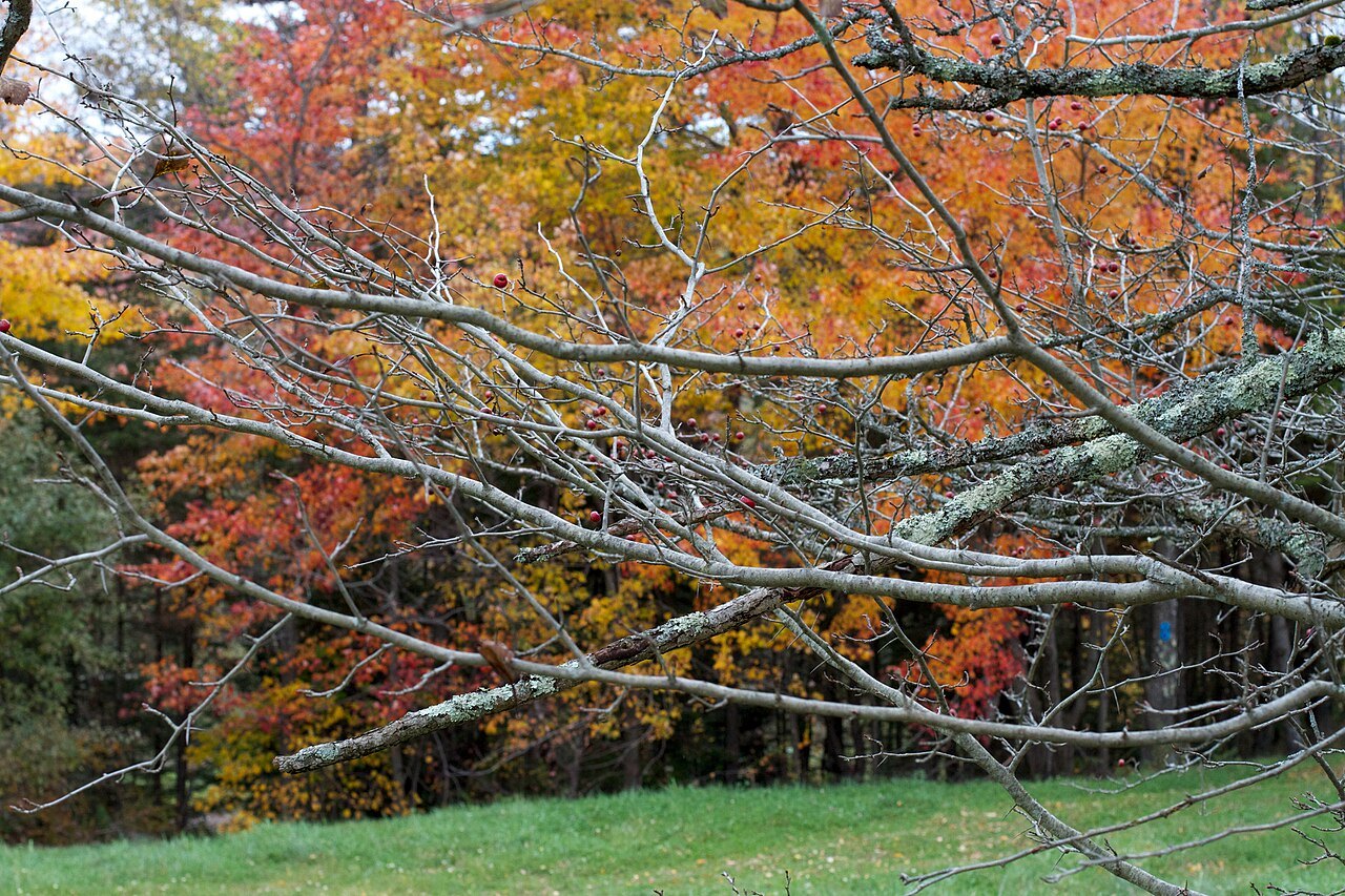 Orange leaves on bare branches in autumn light.