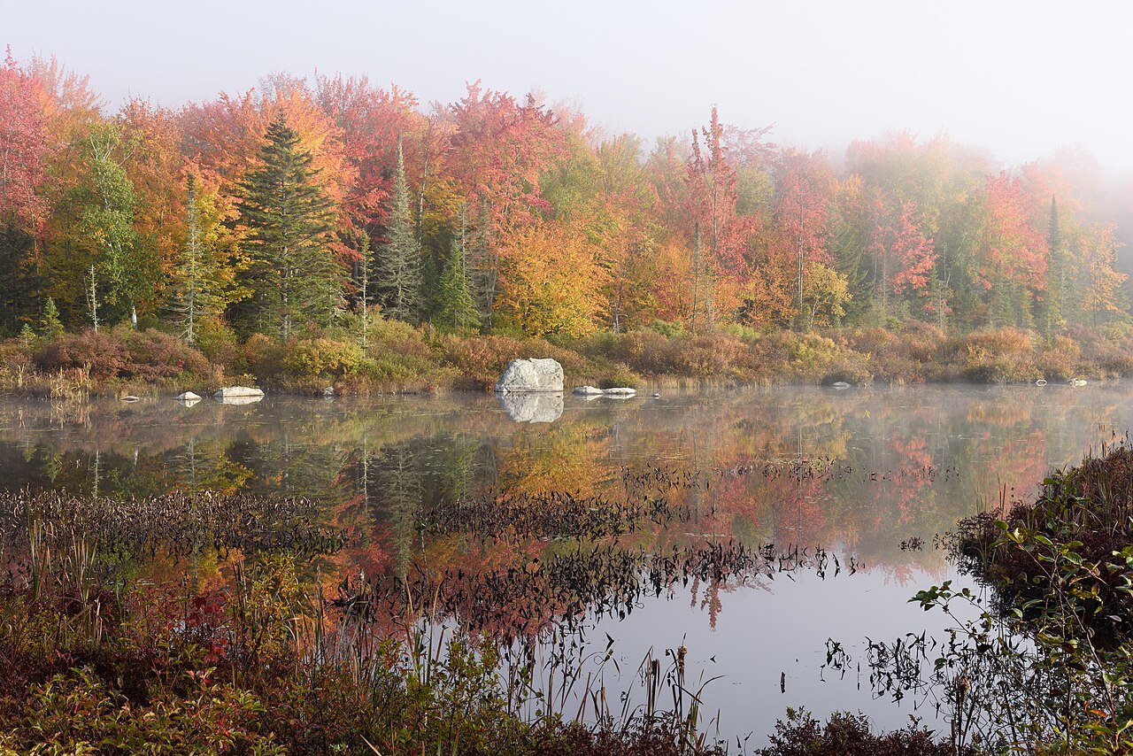 A pond in autumn mist, red and gold trees reflected in the still water.