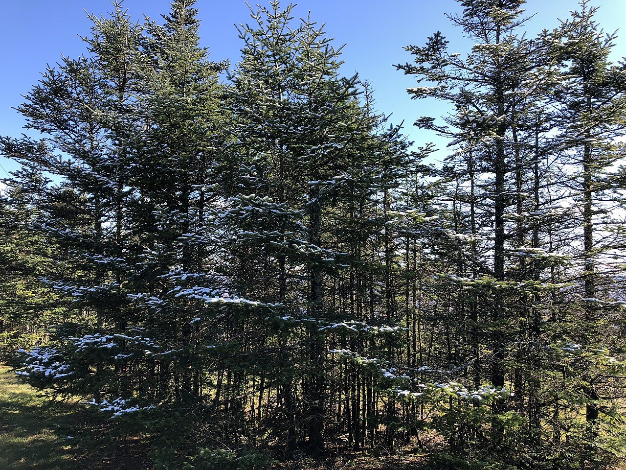 Spruce and balsam trees lit by sun after a snowfall.