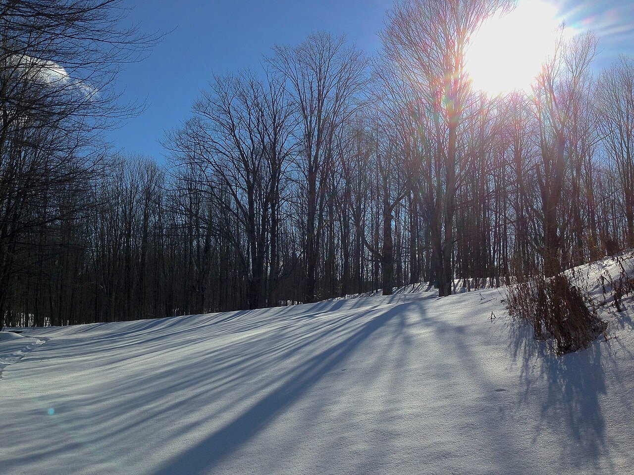 Bare trees on a snowy field in low winter sun.