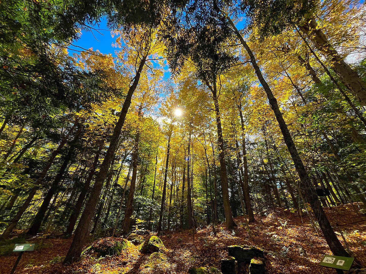 Looking up through tall trunks in Gifford Woods, sun filtering through yellow leaves.