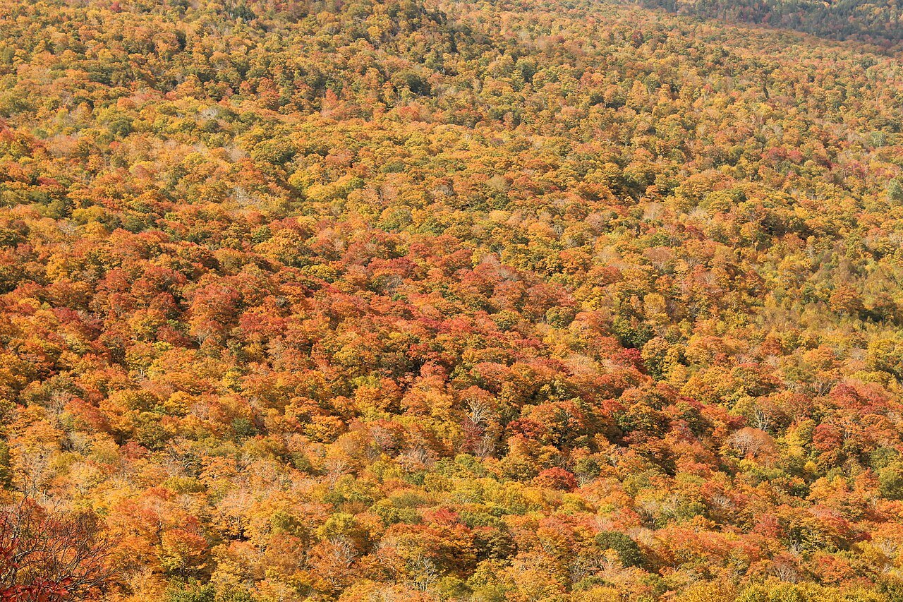 A hillside of orange and gold foliage in the Green Mountain National Forest.