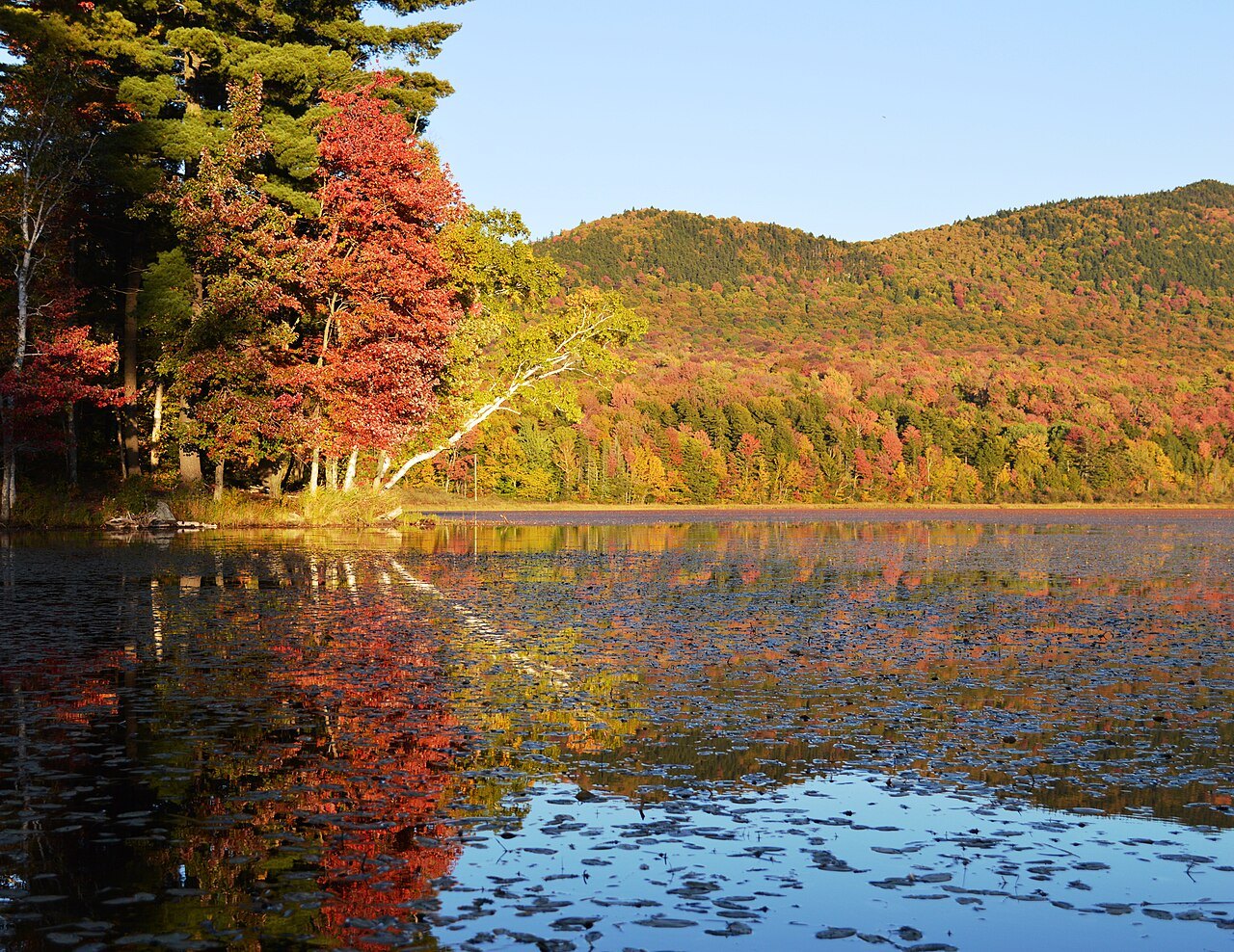 Red maples and birches reflected in a pond with lily pads.