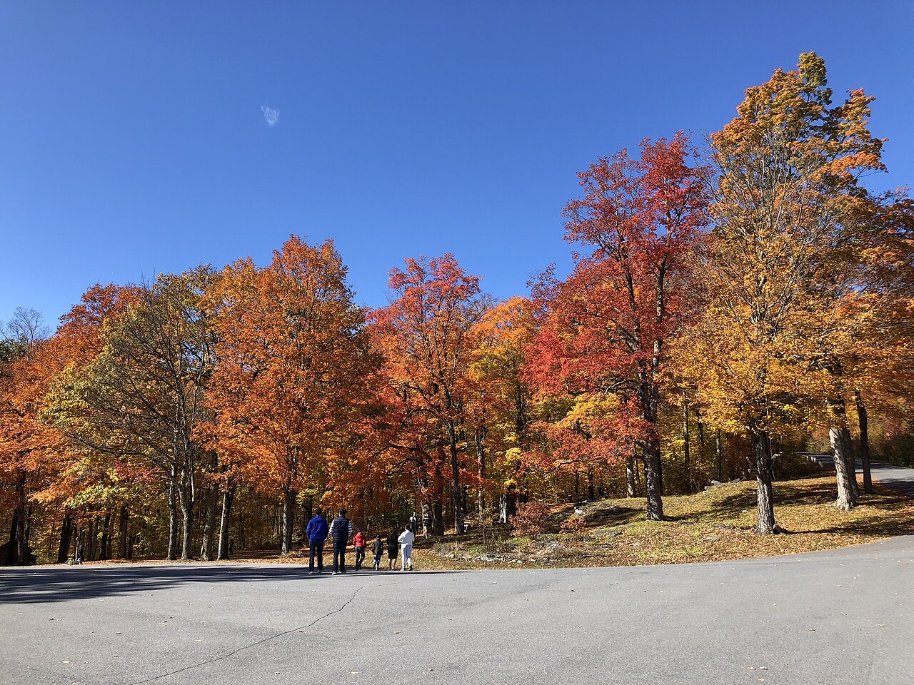 A grove of sugar maples in full autumn color beside a pull-off.