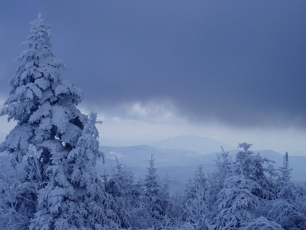 Snow-laden spruce on Killington Peak under a darkening sky.