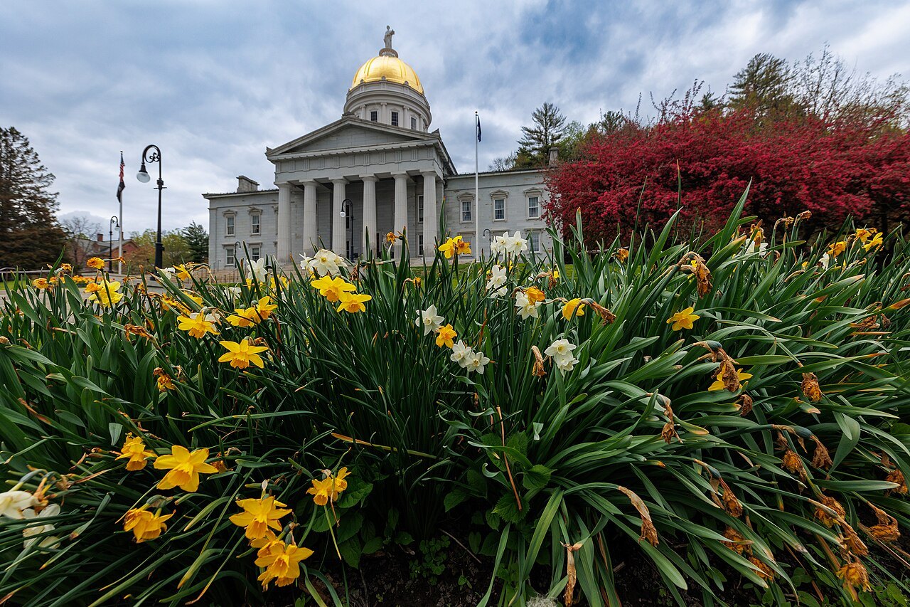 Yellow daffodils in flower in front of the State House in spring.