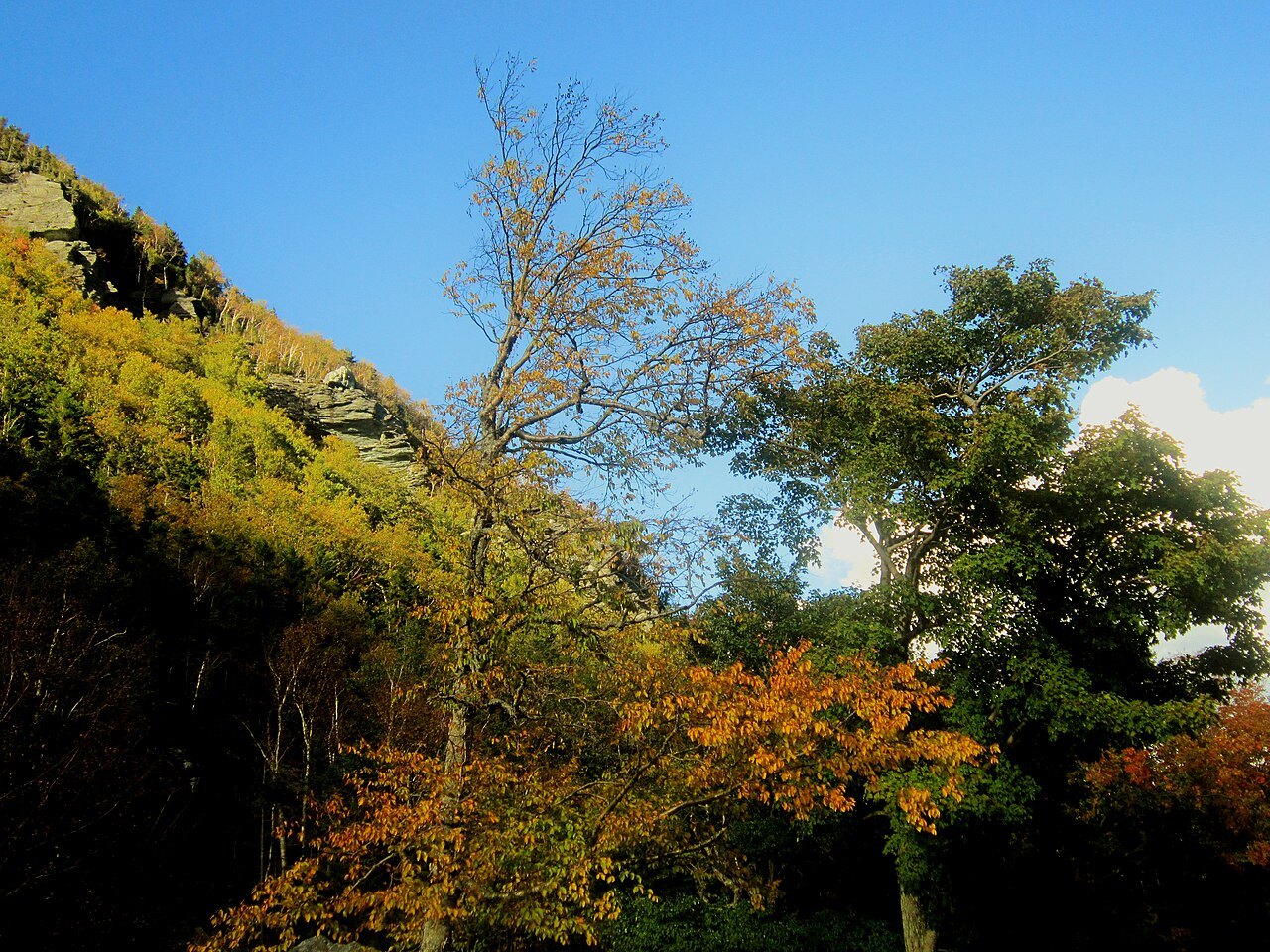 Autumn maples in the sun below the cliffs of Smugglers' Notch.