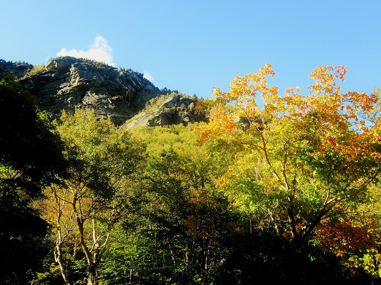 Golden foliage under the cliff of the notch.