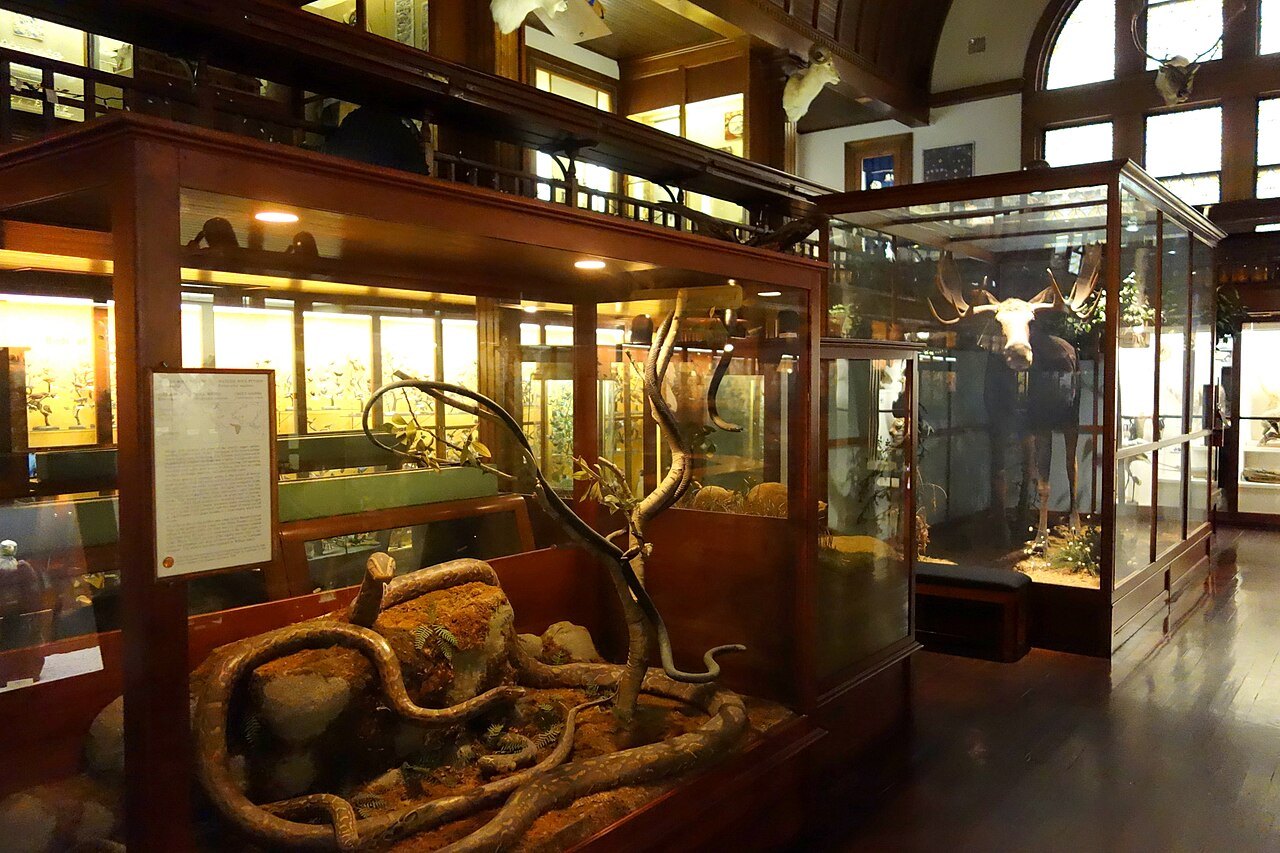 A gallery of the Fairbanks Museum, wooden cases under a skylight with animal specimens.