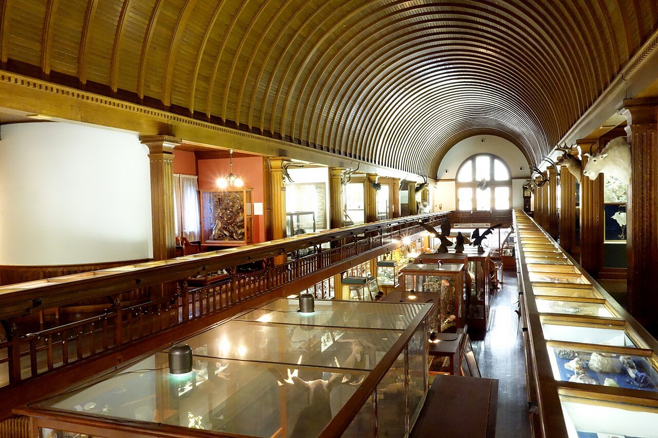 The museum's long hall, a barrel-vaulted wooden ceiling above rows of glass cases.